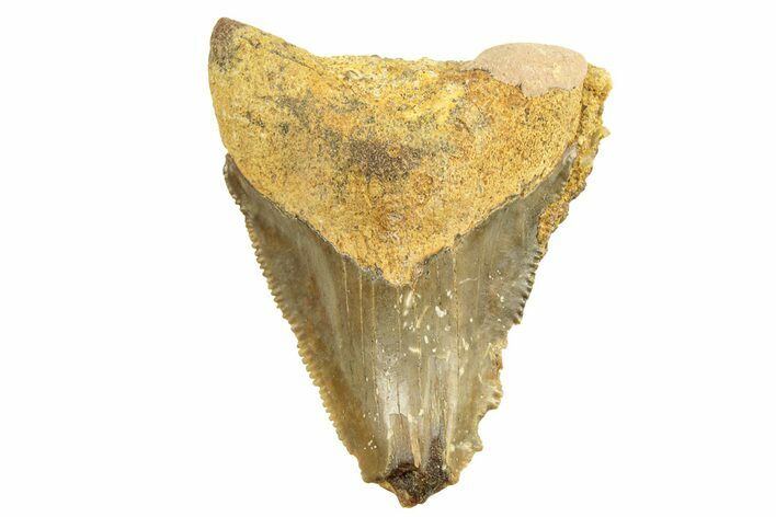 Bargain, Juvenile Fossil Megalodon Tooth From Angola - Unusual Location #258564